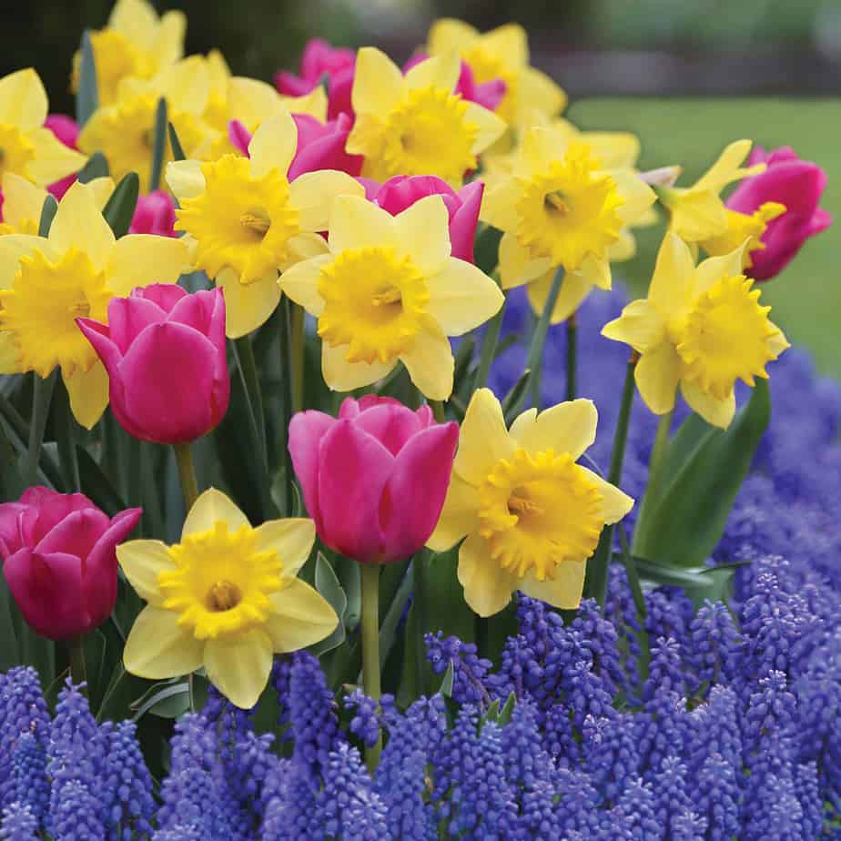 Dutch Master daffodils, Involve tulips and Muscari provide several layers of color in the garden. (Photo by Longfield Gardens.)