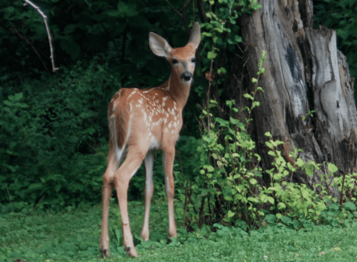 Protect Your Garden from the Deer, Pittsburgh Deer Population