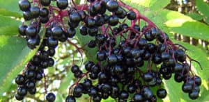 elderberries-1