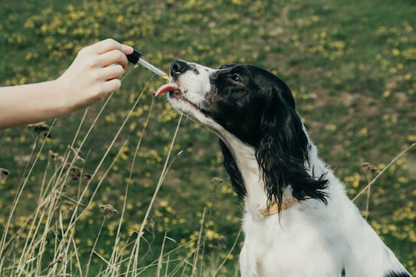 CBD Oil For Dogs: How Does It Work Inside Their Bodies? 3 AdobeStock 346958922