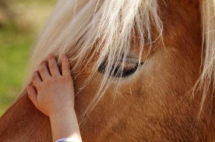 How to Introduce Your Child to Horses