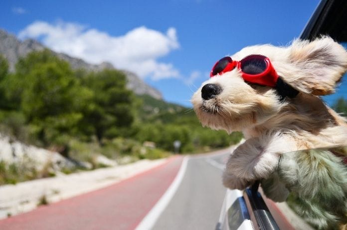 Should You Bring Your Dog Along on Vacation?