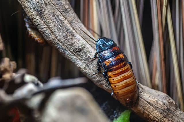 How Insect Infestations Threaten Your Health 1 robert thiemann yNEkCl88Jlw unsplash