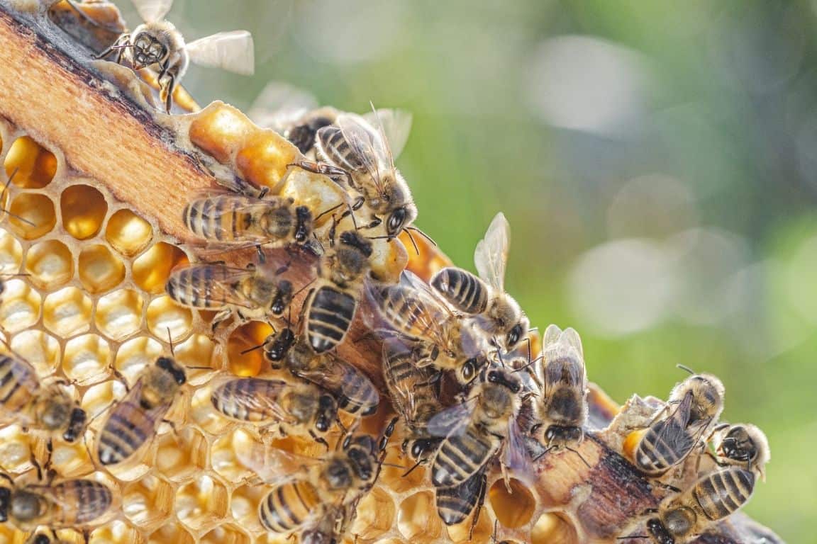 Helpful Tips for Keeping Your Bees Happy