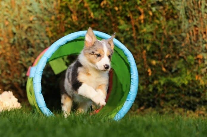 Beginner’s Guide to Training a New Puppy