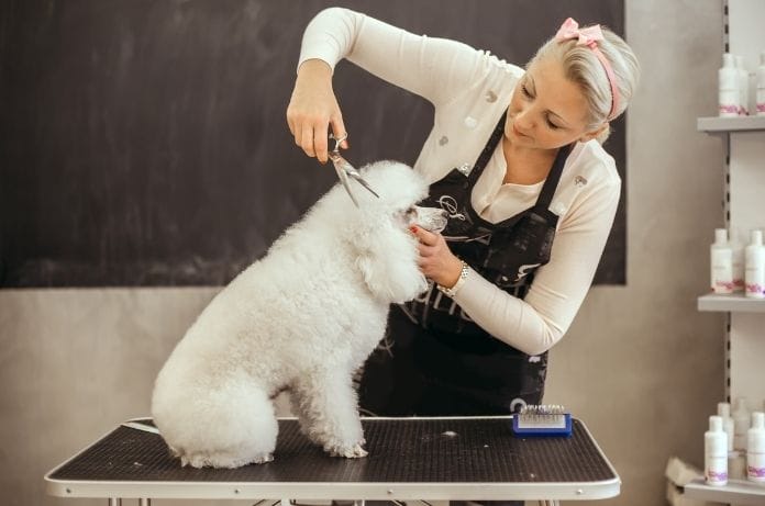 The Best Dog Hairstyles for Small Breeds