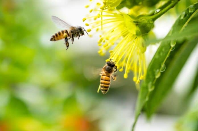 The Best Ways To Help Bees in Your Backyard
