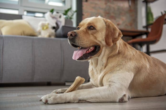 What You Need To Include in Your Lease's Pet Policy