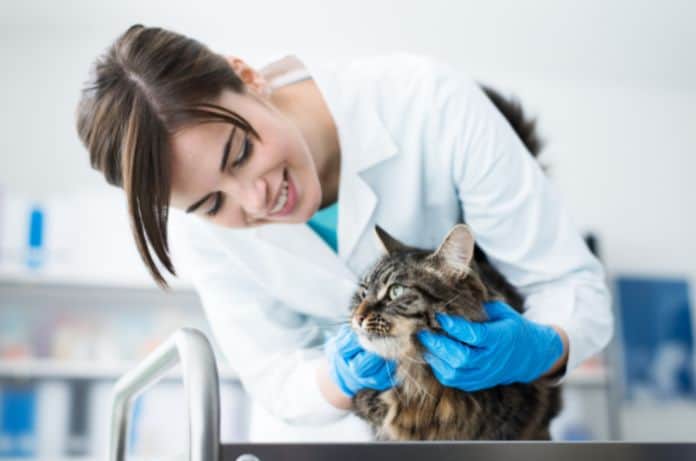 Best Practices for Keeping Your Veterinary Clinic Sanitary