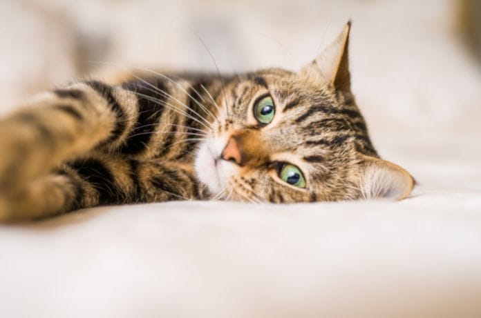 Feline Parents: 5 Ways To Give Your Cat a Happy Life