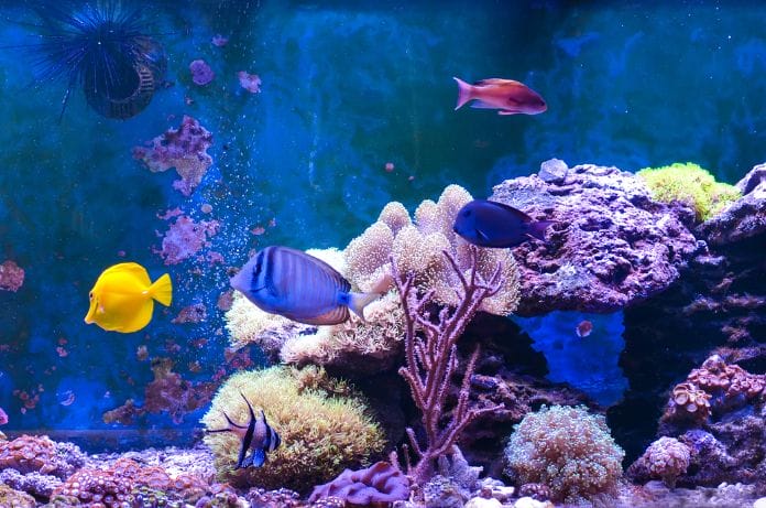 Cara Mencegah Ikan Berkembang Biak di Akuarium Anda