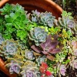 Considerations for Buying Succulents for Your Garden