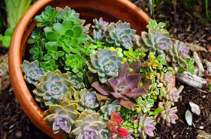 Considerations for Buying Succulents for Your Garden