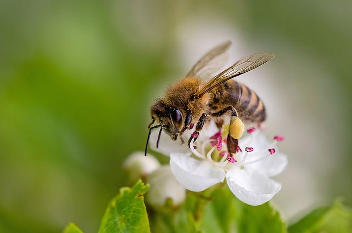 How To Make a Stunning Pollinator Garden
