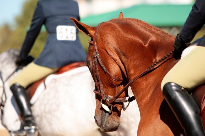 How Riders Can Stand Out at Their First Horse Show