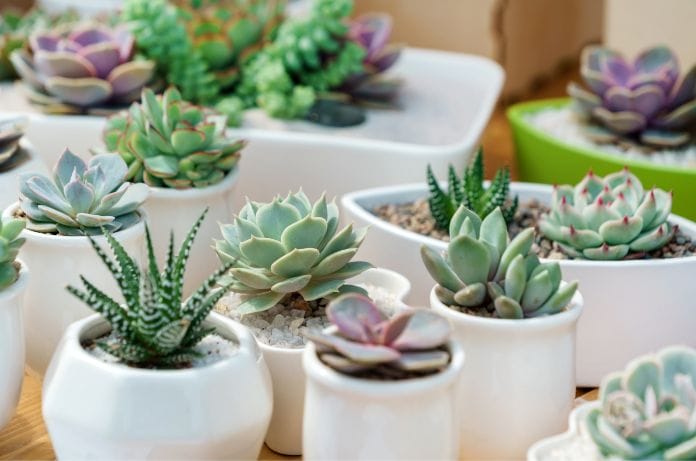Effective Tips To Keep Your Succulents Alive