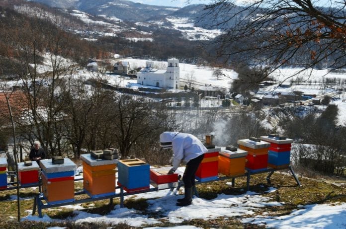 Actionable Steps Beekeepers Must Take This Winter