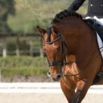4 Ways for You To Bond With Your Show Horse