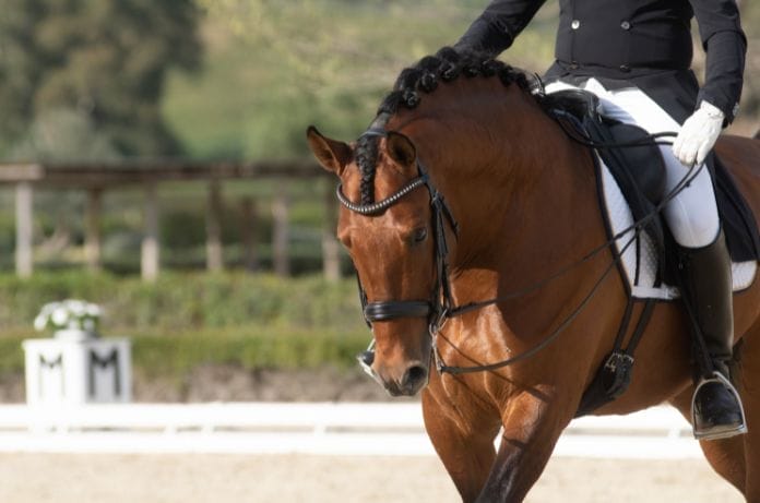 4 Ways for You To Bond With Your Show Horse
