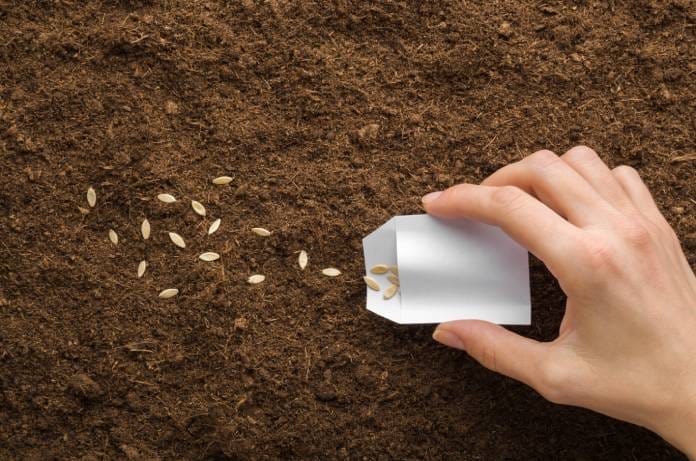 Close-up of a hand holding a small white envelope, shaking seeds out of it onto a patch of brown garden soil.