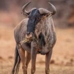A brown and black wildebeest with two curved horns stands outside in a large field and eats dead grass.