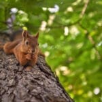 A red squirrel hangs upside down on the trunk of a tree. It happily holds a nut in its paws and eats.
