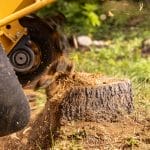 A close-up view shows a yellow and black stump grinder grinding up a tree stump. Wood chips are flying all over.