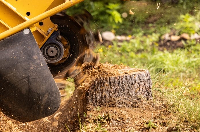 A close-up view shows a yellow and black stump grinder grinding up a tree stump. Wood chips are flying all over.