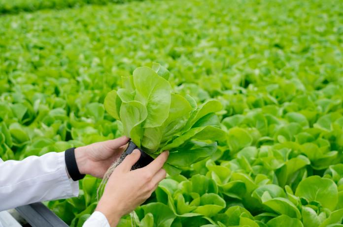 A close-up of someone in a white coat carefully holding a young lettuce plant with visible roots in a black pot.