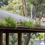 Home 16 A close-up of a residential property with weeds growing in the gutter system. The weeds are bright green.